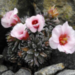 Saxifraga_x_megesaeaflora_’Karel_Capek’_3