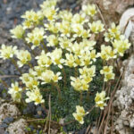 Saxifraga_x_smithii_Vahlii_Steinbrech