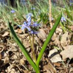 Ladoňka rakouská METADATA-START