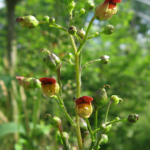ScrScrophulariaNodosa2