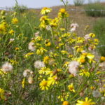 Senecio_inaequidens_1