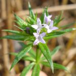 Sherardia_arvensis_W