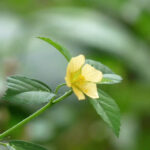 Sida_rhombifolia_in_Kadavoor