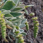 Sideritis gomeraea subsp. gomeraea Tajota gomera10