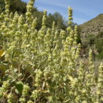 Sideritis pumila01