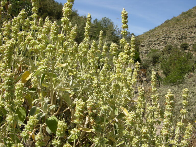 Sideritis pumila01