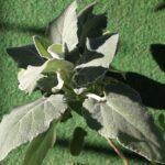 Sideritis_barbellata_by_Omar_Hoftun,_2.