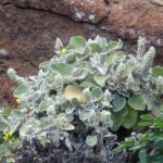 Sideritis_cretica_Tenerife_1