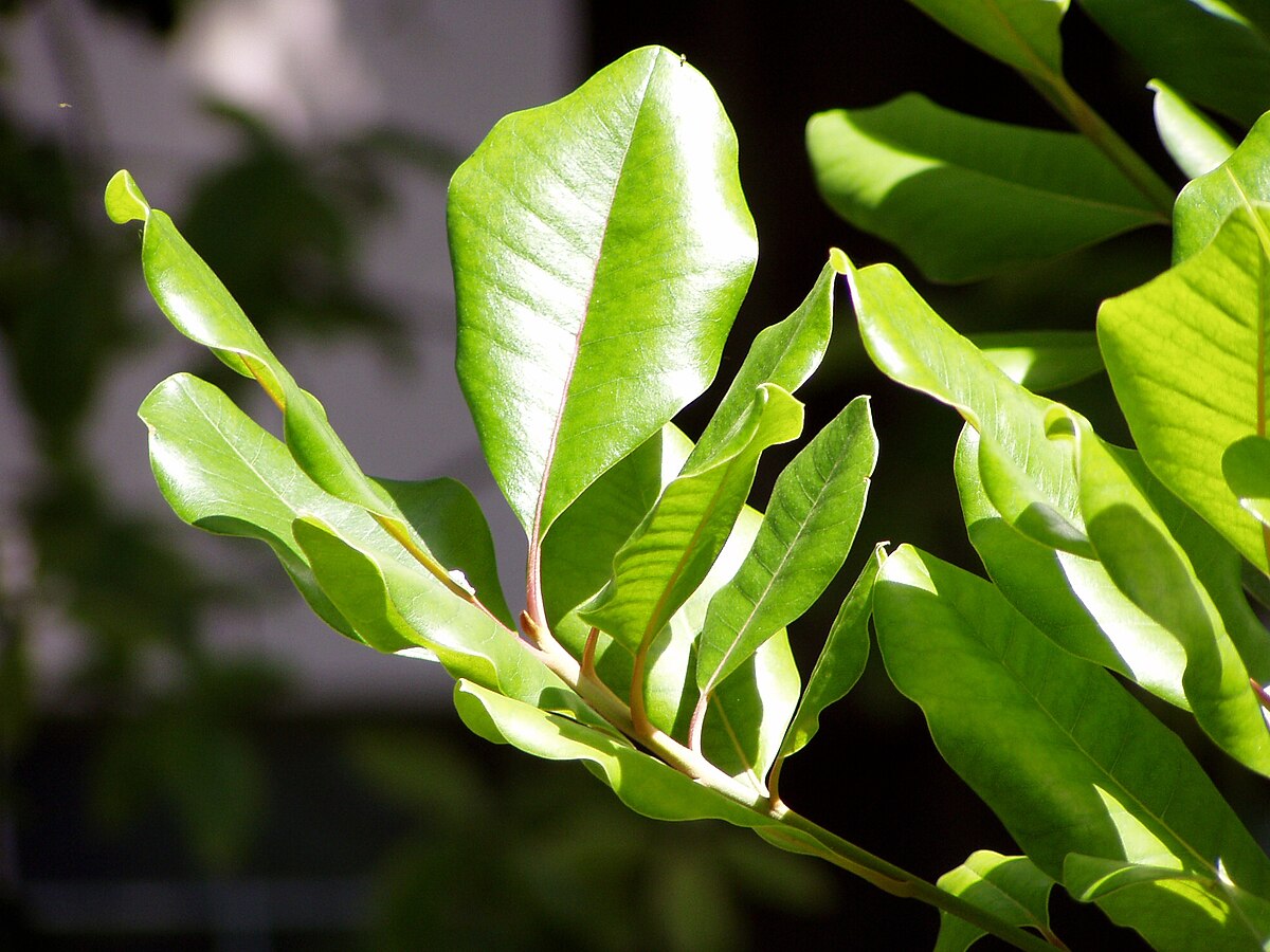 Sideroxylon marmulano
