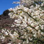 Spartocytisus_supranubius
