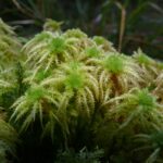 Sphagnum_squarrosum_091207