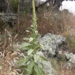 Starr_040723-0030_Verbascum_thapsus