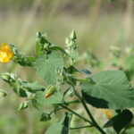 Starr_070215-4594_Abutilon_grandifolium