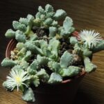 Stomatium_niveum_10968_l