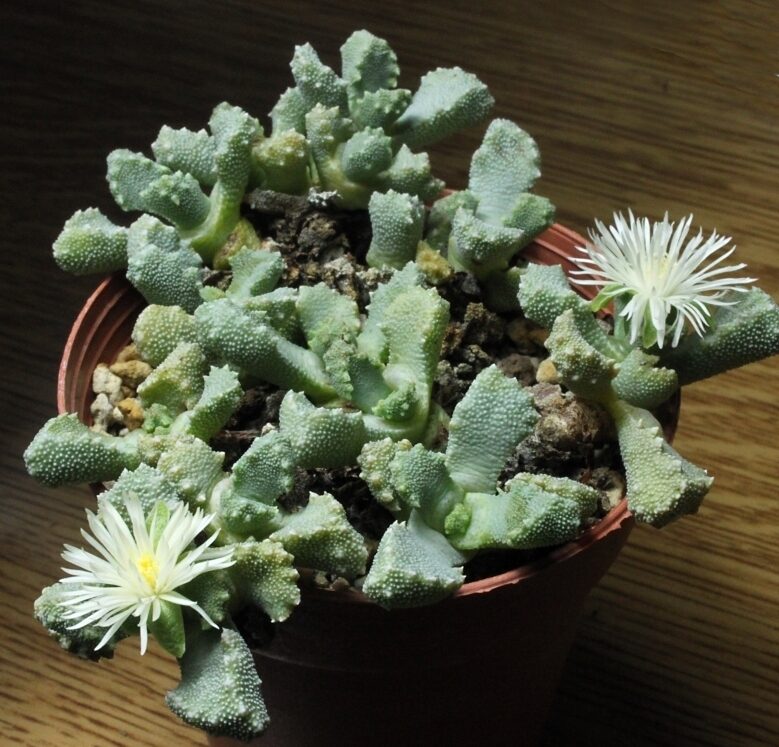 Stomatium niveum