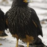 Striated caracara on Sealion Island, part of the Falkland Islands in 2007