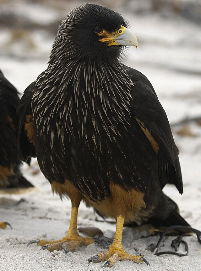 Čimango falklandský