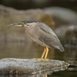 Striated_Heron_-_Ermington