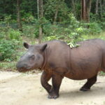 Sumatran_Rhinoceros_at_Sumatran_Rhino_Sanctuary_Lampung_Indonesia_2013