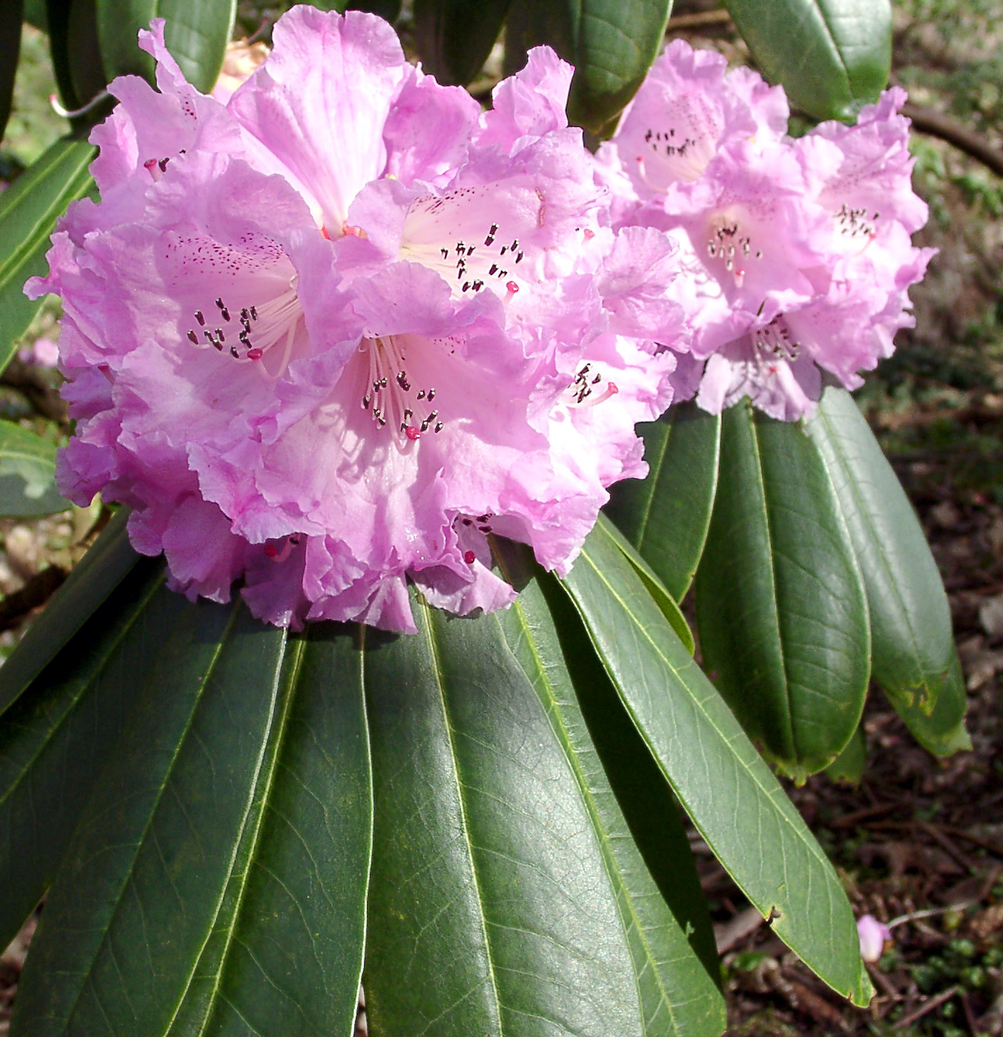 Rododendron sutchuenense