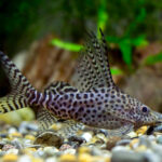 Synodontis-eupterus__89623