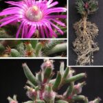T.stellatum,-Montagu-2S