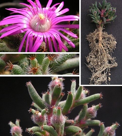 Trichodiadema stellatum