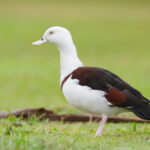 Tadorna_radjah_-_Centenary_Lakes