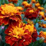 Tagetes-patula–Taco-Witte–CC-BY_QBuwh2b