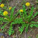 Taraxacum_officinale_VEny8UVF9JVj