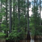 Taxodium_distichum_NRCSMS01010
