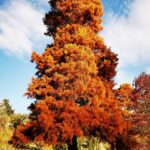Taxodiumdistichum-new_2048x