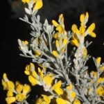 Teline microphylla 1, Saxifraga-Rutger Barendse
