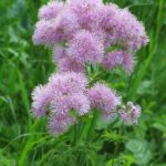 Thalictrum_aquilegiifolium_2_RF