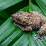 Theloderma horridum, Horrible bug-eyed frog