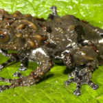 Theloderma_moloch_1