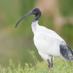 Threskiornis_molucca_-_Perth