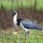 Threskiornis_spinicollis_-_Centenary_Lakes
