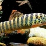 Tiger_Botia_Loach
