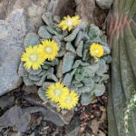 Titanopsis-calcarea-ESH-ctr.-bed-A-1112-scaled