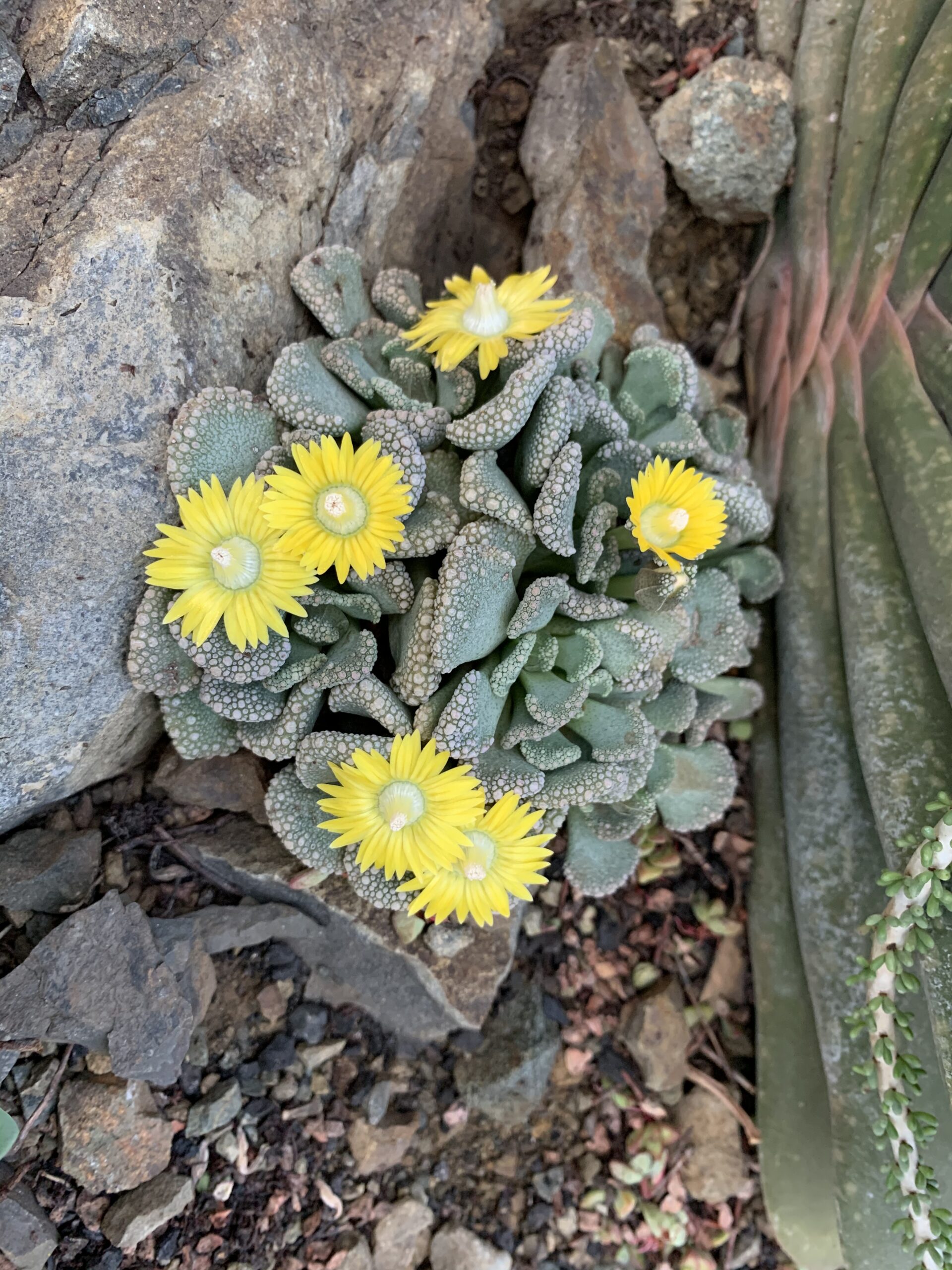 Titanopsis calcarea