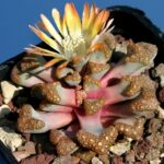 Titanopsis_hugo-schlechteri_10365_l