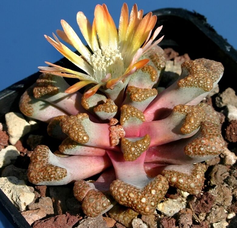 Titanopsis hugo-schlechteri
