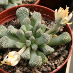 Titanopsis_primosii
