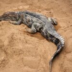 Tomistoma_schlegelii_fg01