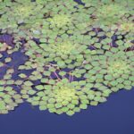 Kotvice plovoucí OLYMPUS DIGITAL CAMERA