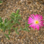 Trichodiadema-barbatum-Pickle-Plant4