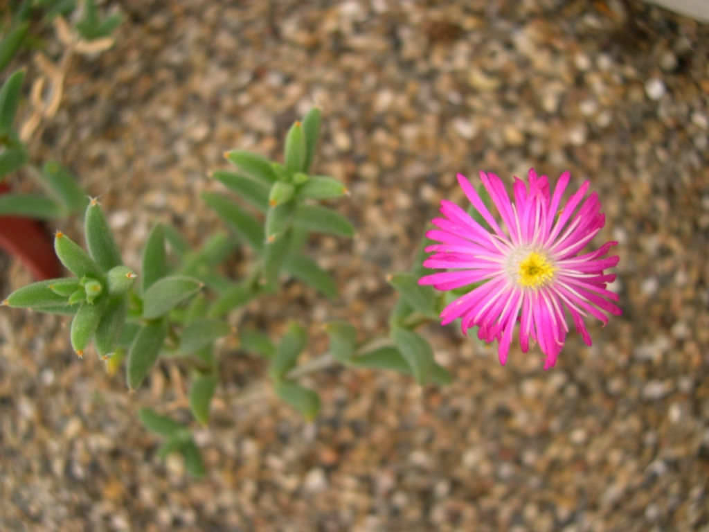 Trichodiadema barbatum