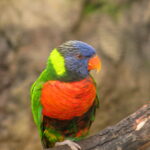 Trichoglossus_haematodus_caeruleiceps_2
