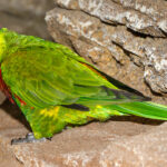 Trichoglossus_haematodus_deplanchii_-_Karlsruhe_Zoo_01